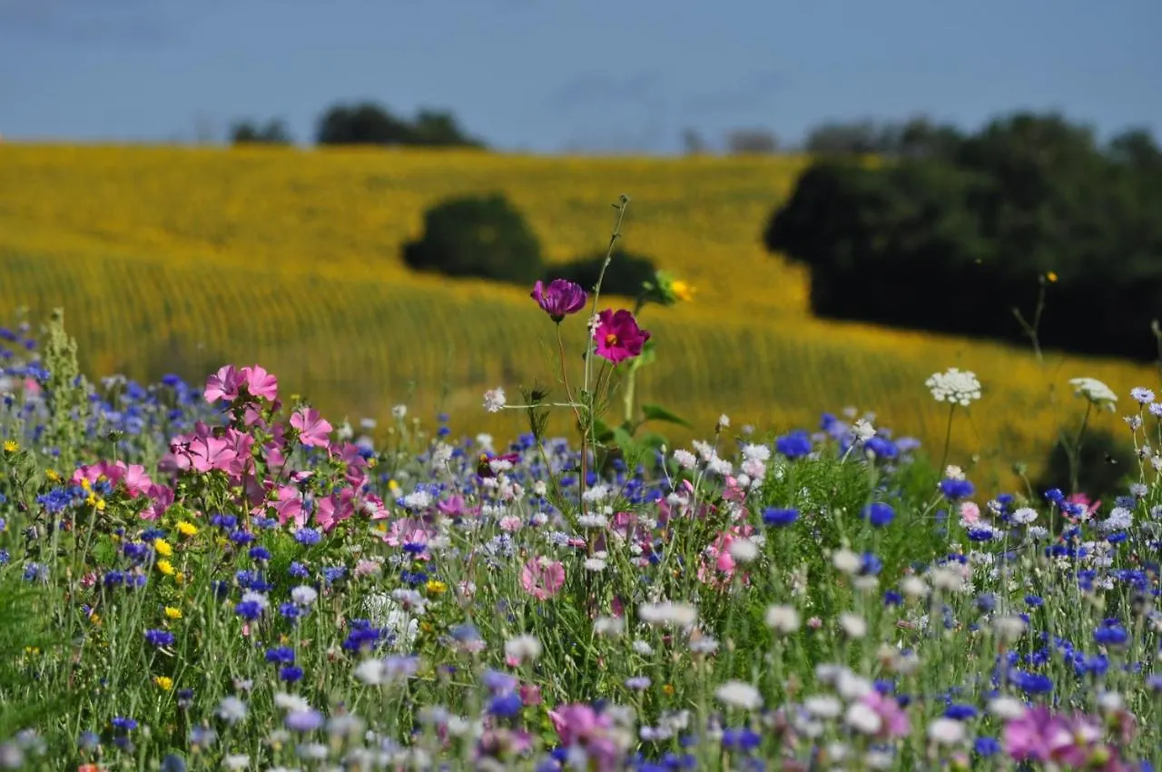 Bordeneuve Spa Et Bien-Etre Caignac Bed & Breakfast